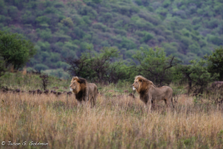 Illustration for article titled Photo Safari: Lions